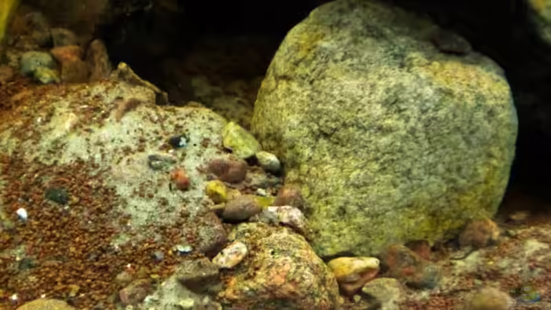 Dekoration im Aquarium Tabasco Fischland von Benjamin Hamann (26)