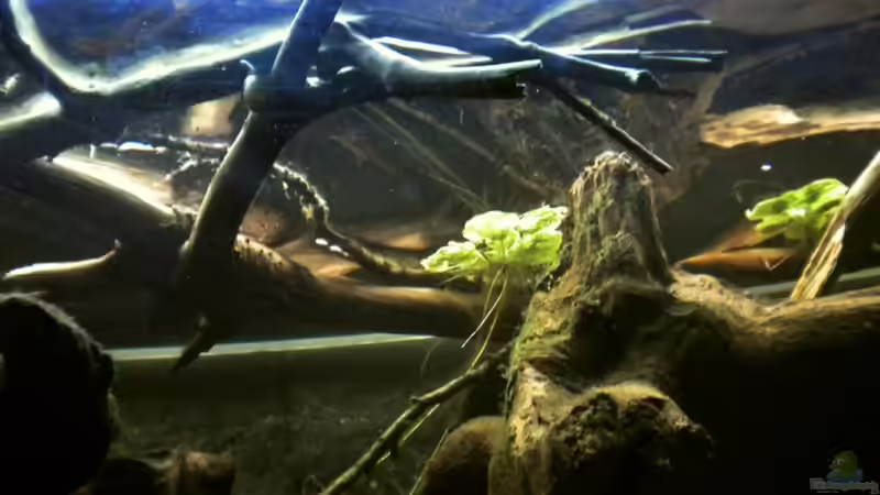 Dekoration im Aquarium Tabasco Fischland von Benjamin Hamann (27)