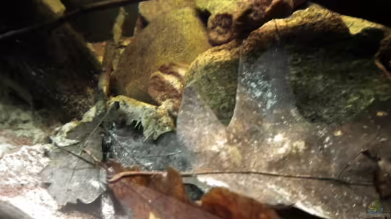 Dekoration im Aquarium Tabasco Fischland von Benjamin Hamann (28)