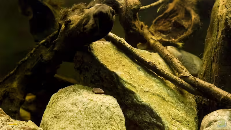 Dekoration im Aquarium Tabasco Fischland von Benjamin Hamann (29)