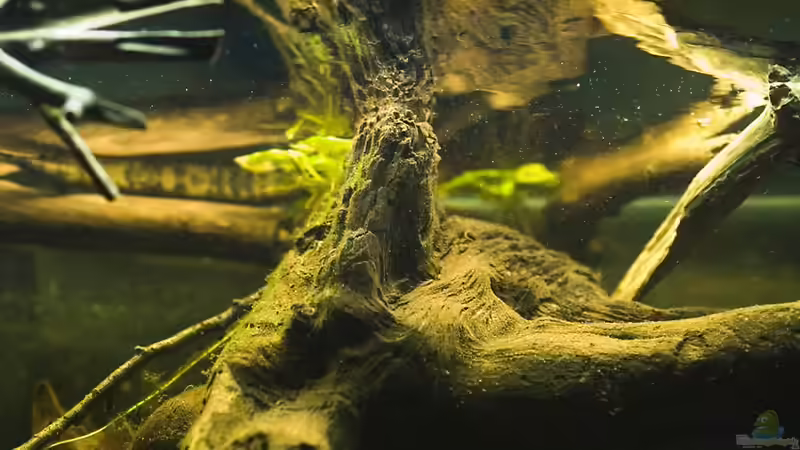 Dekoration im Aquarium Tabasco Fischland von Benjamin Hamann (30)