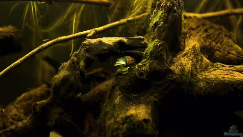 Dekoration im Aquarium Tabasco Fischland von Benjamin Hamann (31)