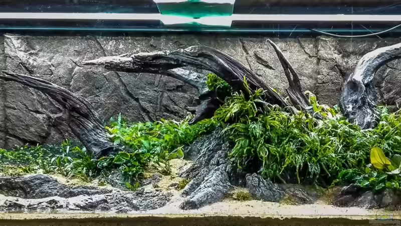 Dekoration im Aquarium Tai Chi von Fredo Fuss (3)