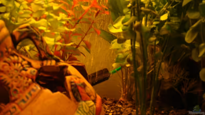 Dekoration im Aquarium Take a minute von Javi (5)