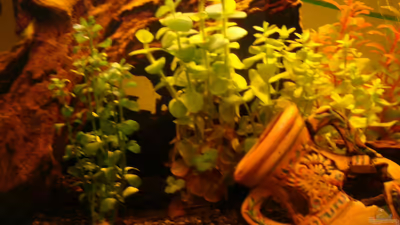 Dekoration im Aquarium Take a minute von Javi (6)