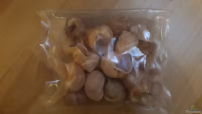 Dekoration im Aquarium Tanganjika 125 von NiRo (4)