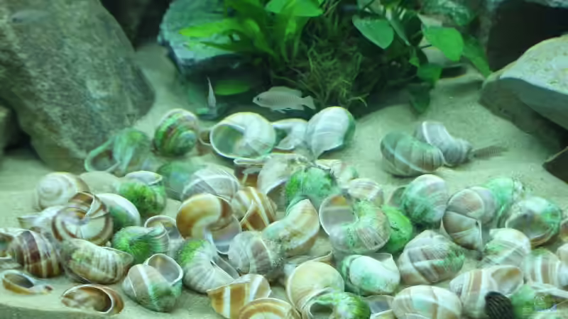 Dekoration im Aquarium Tanganjika 350Liter Gemeinschaft von fisch (3)