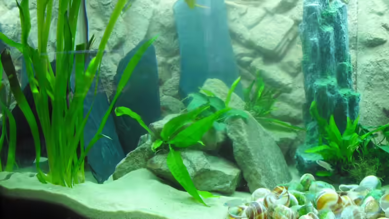 Dekoration im Aquarium Tanganjika 350Liter Gemeinschaft von fisch (4)