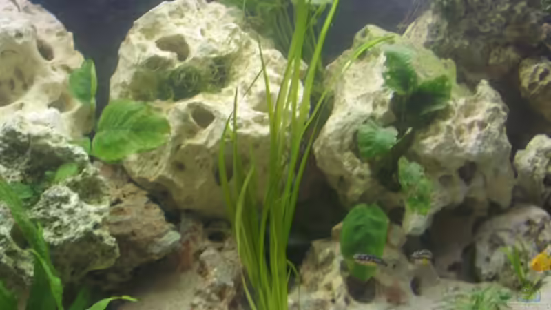 Dekoration im Aquarium Tanganjika 375l - Nur noch als Beispiel von Julien Preuß (3)