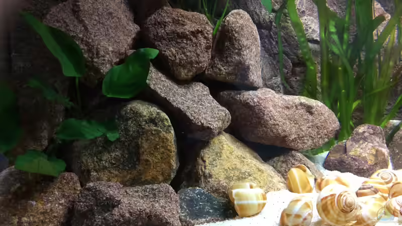 Dekoration im Aquarium Tanganjika am Main von Olaf Schrems (3)