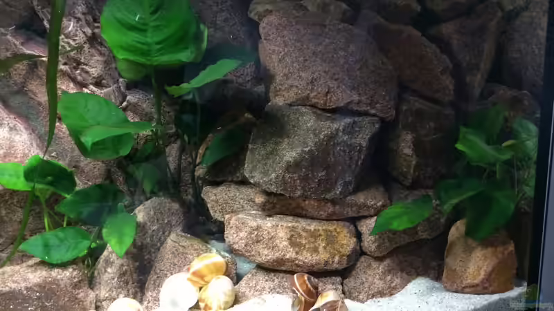 Dekoration im Aquarium Tanganjika am Main von Olaf Schrems (4)