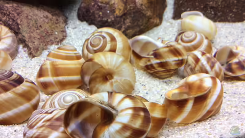 Dekoration im Aquarium Tanganjika am Main von Olaf Schrems (5)