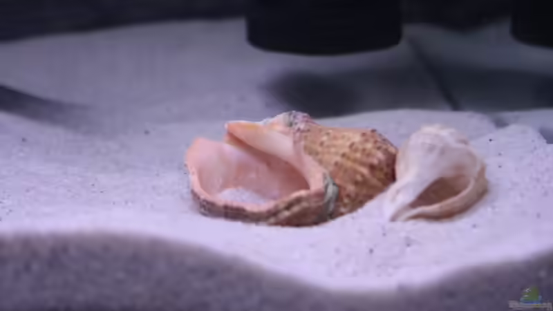 Dekoration im Aquarium Tanganjika Becken von PioMisSambia (10)