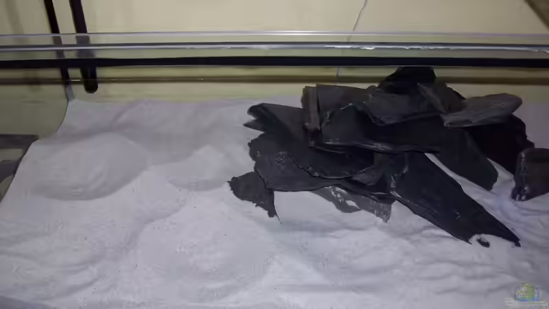 Dekoration im Aquarium Tanganjika Becken von PioMisSambia (8)