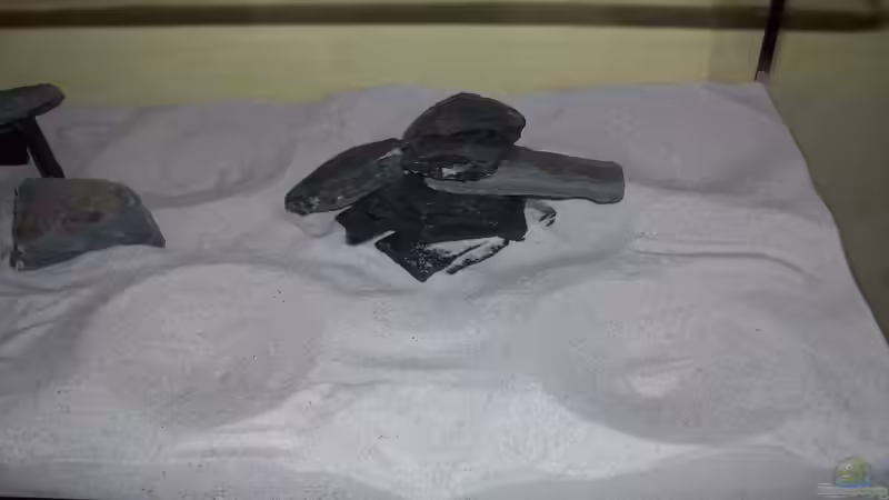 Dekoration im Aquarium Tanganjika Becken von PioMisSambia (9)