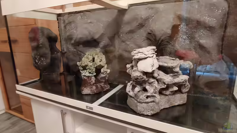 Dekoration im Aquarium Tanganjika-Becken von Shayla (22)