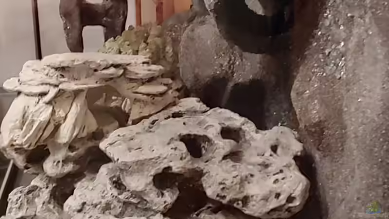 Dekoration im Aquarium Tanganjika-Becken von Shayla (24)