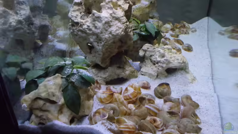 Dekoration im Aquarium Tanganjika Buddelzwerge von matze81 (9)