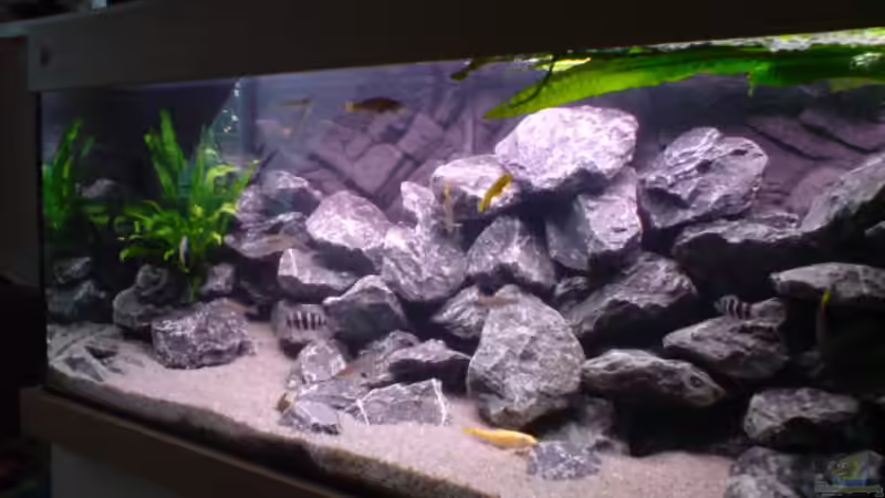 Dekoration im Aquarium Tanganjika-Gesellschaft von Bbert (10)