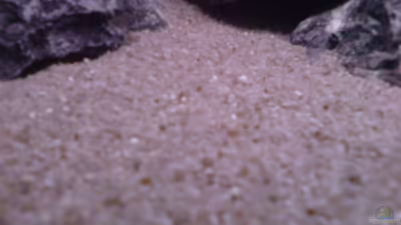 Dekoration im Aquarium Tanganjika-Gesellschaft von Bbert (11)