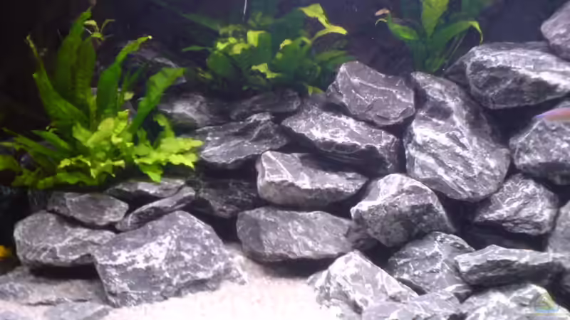 Dekoration im Aquarium Tanganjika-Gesellschaft von Bbert (13)