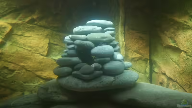 Dekoration im Aquarium Tanganjika mal anders von Moorna (2)