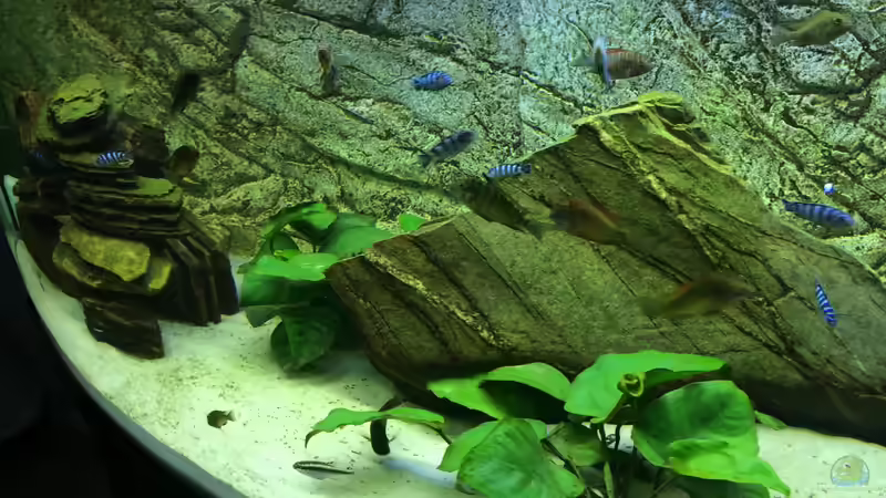 Dekoration im Aquarium Tanganjika/Malawi Mix von Niko Gröters (4)