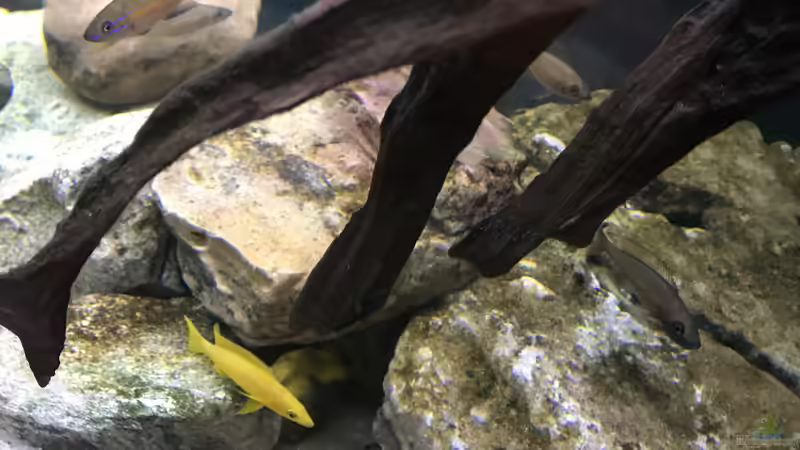 Dekoration im Aquarium Tanganjika Raumteiler //1 von Callespeed (10)