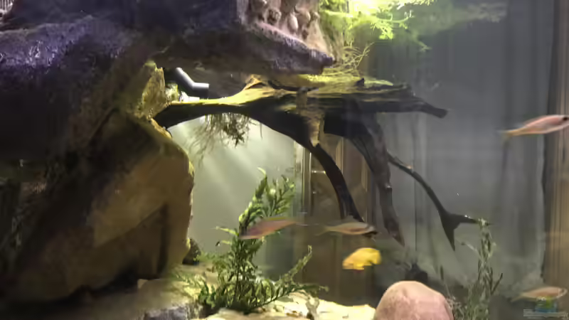 Dekoration im Aquarium Tanganjika Raumteiler //1 von Callespeed (5)