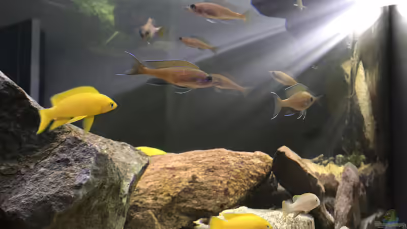 Dekoration im Aquarium Tanganjika Raumteiler //1 von Callespeed (6)