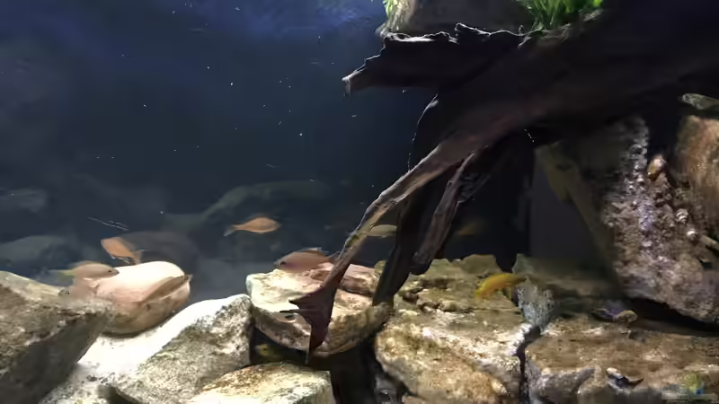 Dekoration im Aquarium Tanganjika Raumteiler //1 von Callespeed (7)