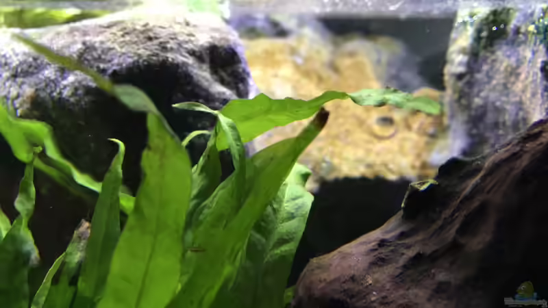 Dekoration im Aquarium Tanganjika Raumteiler //1 von Callespeed (8)