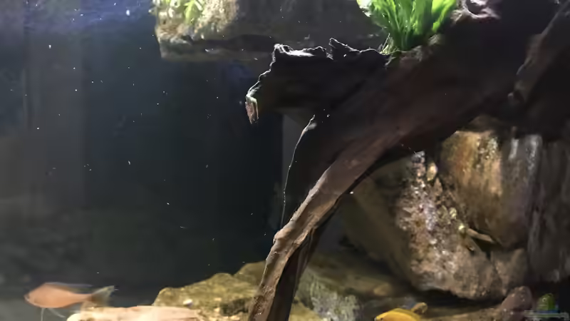 Dekoration im Aquarium Tanganjika Raumteiler //1 von Callespeed (9)