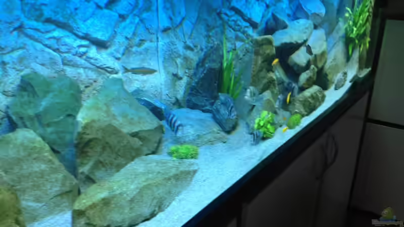 Dekoration im Aquarium Tanganjika Tümpel in NRW von Dirk Brunnenkamp (11)