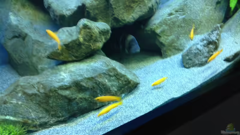 Dekoration im Aquarium Tanganjika Tümpel in NRW von Dirk Brunnenkamp (12)