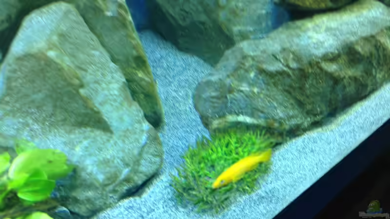 Dekoration im Aquarium Tanganjika Tümpel in NRW von Dirk Brunnenkamp (13)