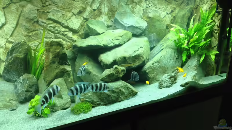Dekoration im Aquarium Tanganjika Tümpel in NRW von Dirk Brunnenkamp (14)