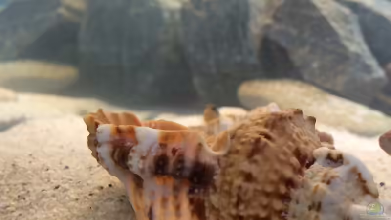 Dekoration im Aquarium Tanganjikabecken von just (5)