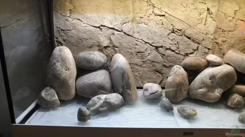 Dekoration im Aquarium Tanganjikatümpel 2.0 von axolotl (11)