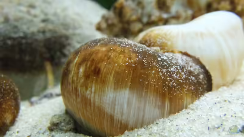 Dekoration im Aquarium Tanganjikatümpel (Nur noch als Beispiel) von axolotl (16)