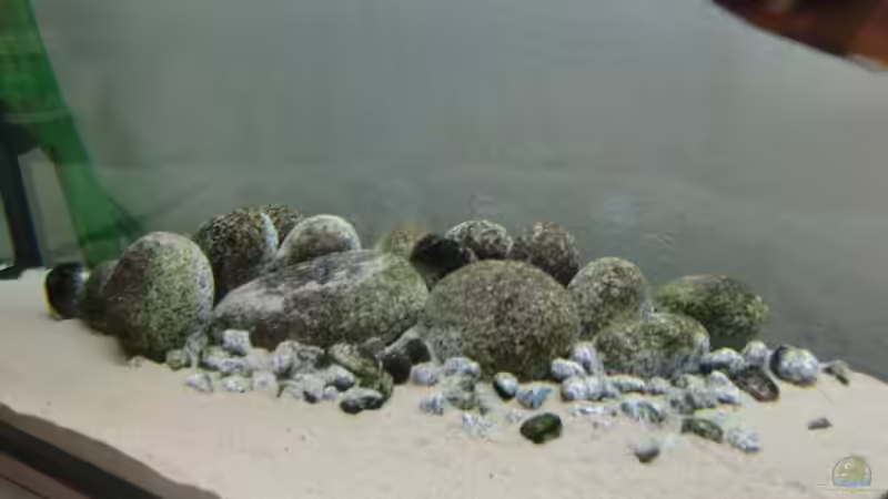 Dekoration im Aquarium Tanganyika-Lakeside von Akula (6)