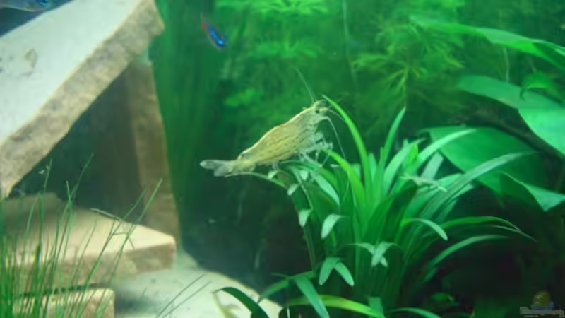 Dekoration im Aquarium Tetra Aquaart 60L von delle (3)