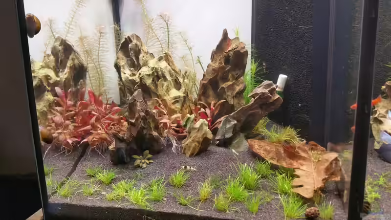 Dekoration im Aquarium The Diy von Lucky3310 (22)