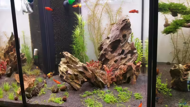 Dekoration im Aquarium The Diy von Lucky3310 (23)