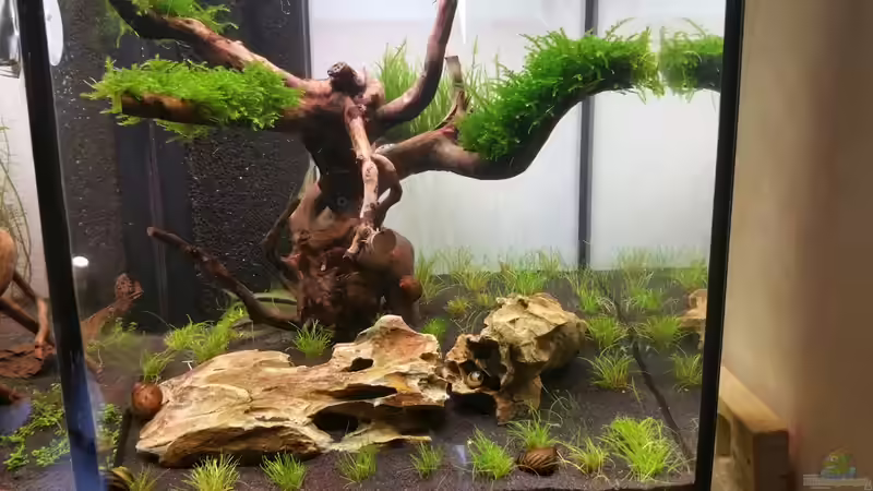 Dekoration im Aquarium The Diy von Lucky3310 (25)