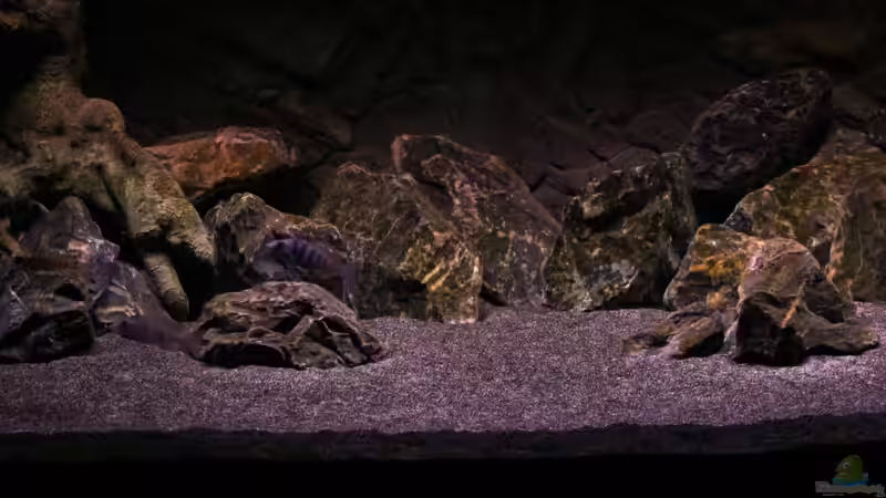 Dekoration im Aquarium The Fortress von die Perle... (9)