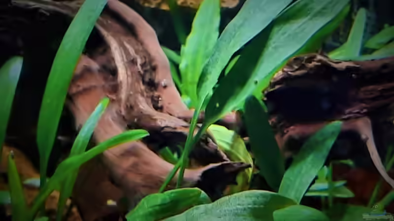 Dekoration im Aquarium The Meadow -aufgelöst- von okefenokee (21)