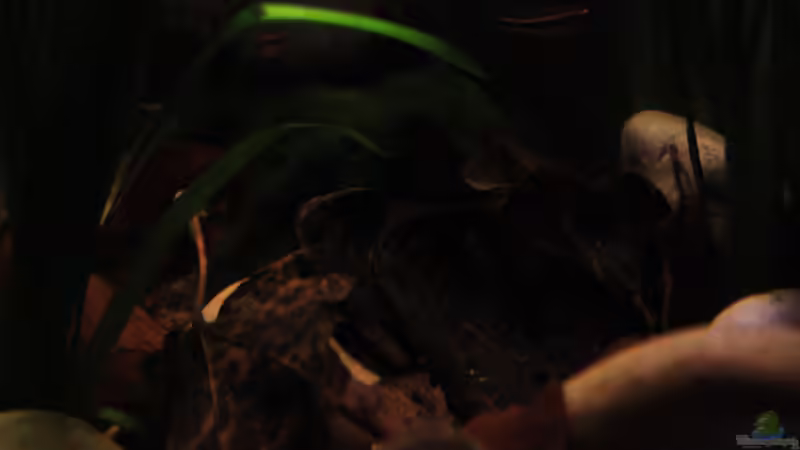 Dekoration im Aquarium The Mountain Stream von Florian Bandhauer (40)