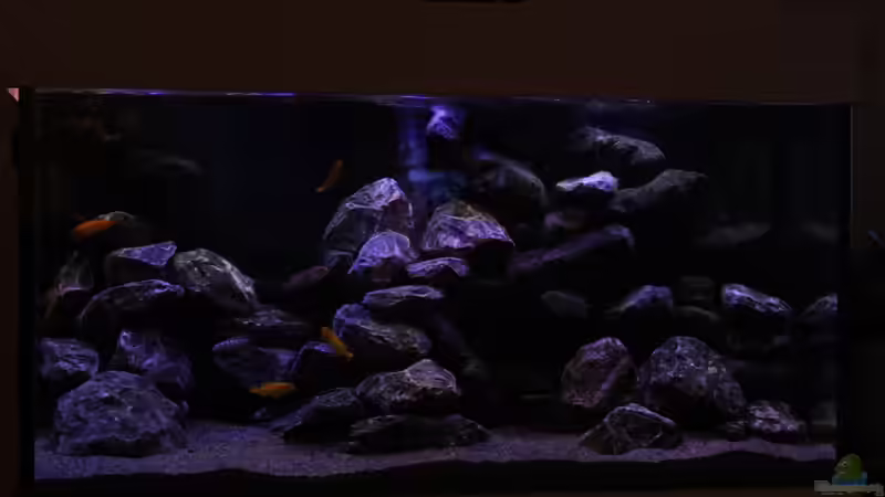 Dekoration im Aquarium The Rock von Sergio10 (5)