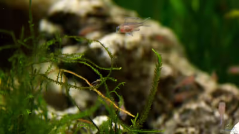 Dekoration im Aquarium The Wall von HeikoS (6)